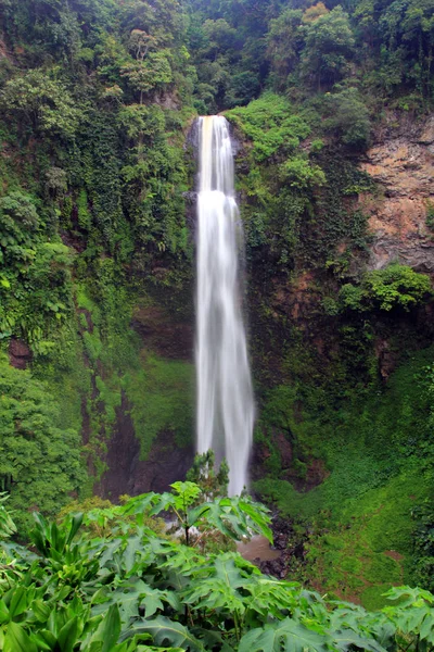 Waterfall in a rainforest — Stock Photo, Image