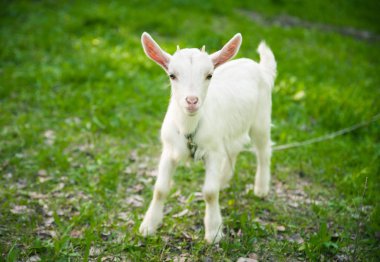 Çimenlerin üzerinde Goatling