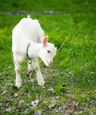 Çimenlerin üzerinde Goatling