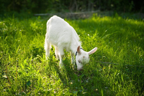 The little goatling on green grass.