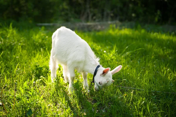 Cabra sobre hierba — Foto de Stock