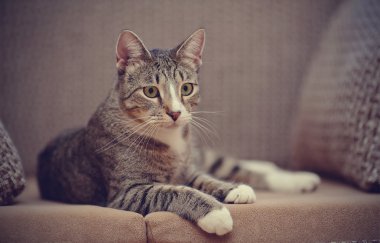 Bir kanepe üzerinde çizgili kedi.