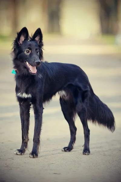 Cão preto na caminhada — Fotografia de Stock