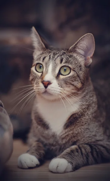 Портрет полосатой кошки — стоковое фото