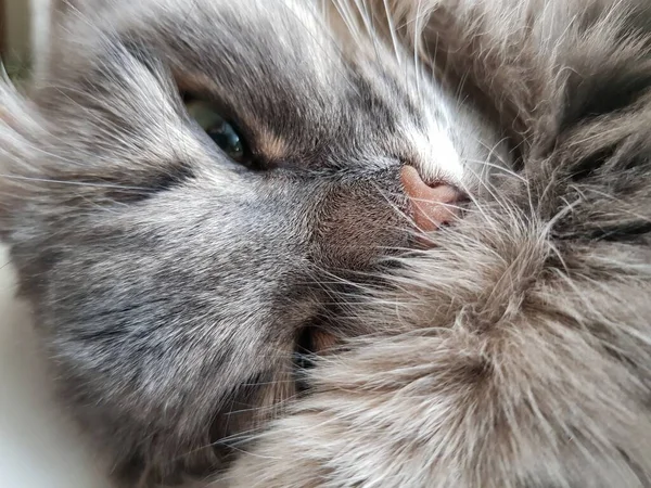 Серый Кот Зелеными Глазами — стоковое фото