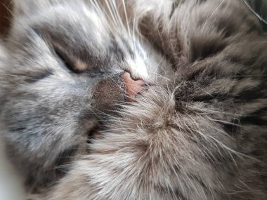 Gri uyuyan bir kedinin pembe burnu