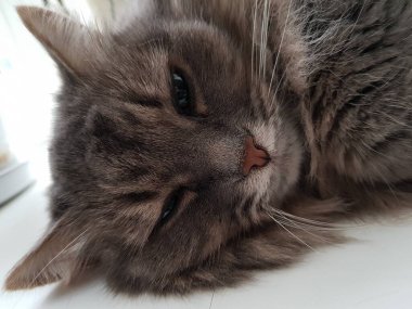 penceresindeki Gri kedi