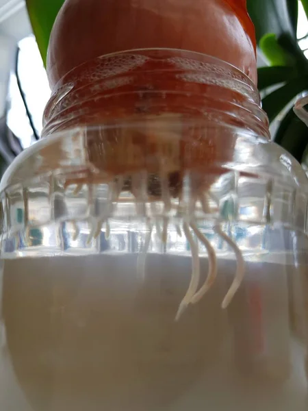 Onion sprouts in a jar on a window sill