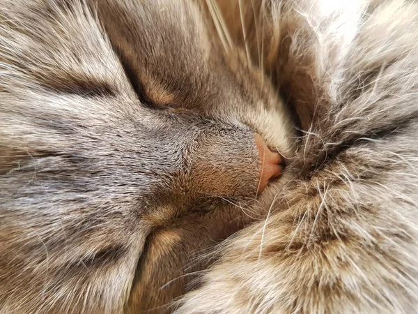 Gato Peludo Cinza Está Dormindo — Fotografia de Stock