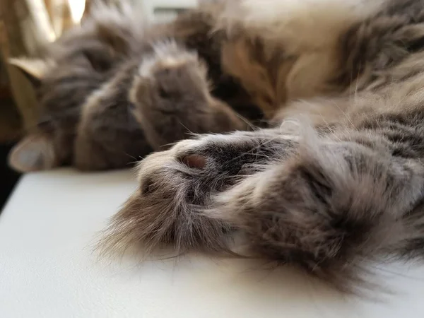 Shaggy Gray Cat Sleeping — Stock Photo, Image