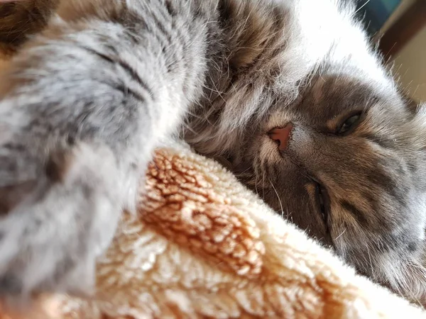 Gris Peludo Gato Está Durmiendo —  Fotos de Stock