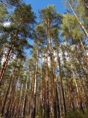 Mavi gökyüzünün arka planındaki ağaçlar