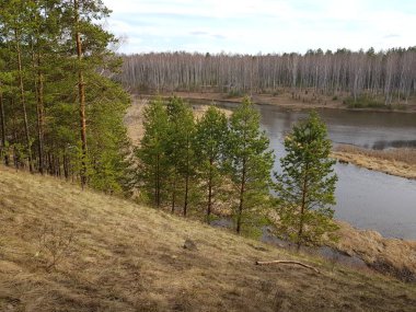 Nehir kenarındaki yeşil ağaçlar