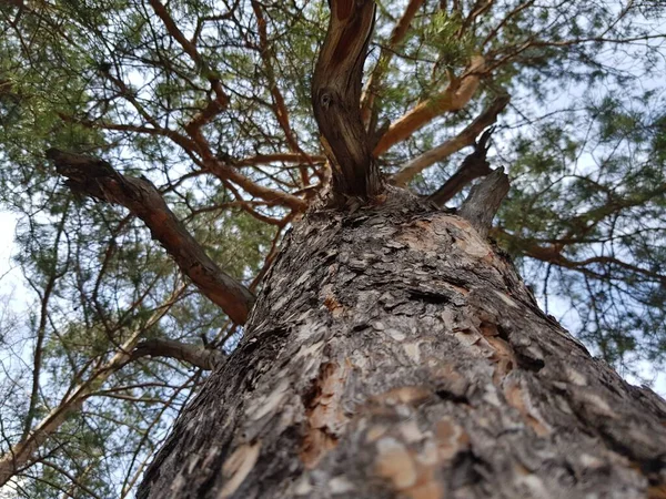 枝分かれした松の幹 — ストック写真