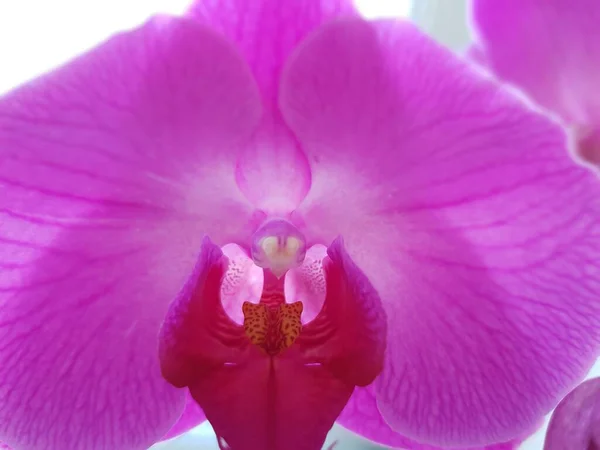 Pétales Fleur Orchidée Rose Vif — Photo