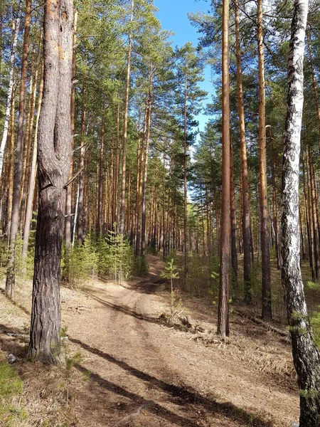 Грязная Проселочная Дорога Лесу — стоковое фото