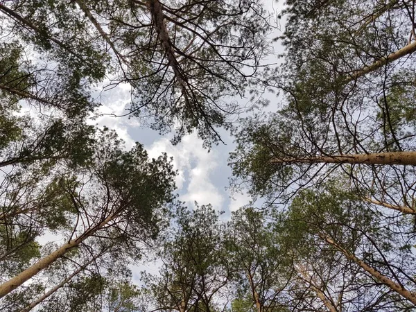 Árvores Contexto Céu Azul — Fotografia de Stock