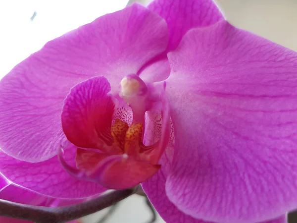 Pétalas Flores Orquídea Rosa Delicada — Fotografia de Stock