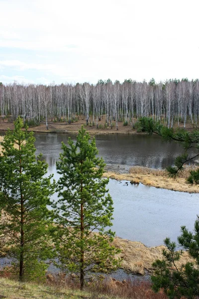 Arbres Sur Rive Rivière — Photo