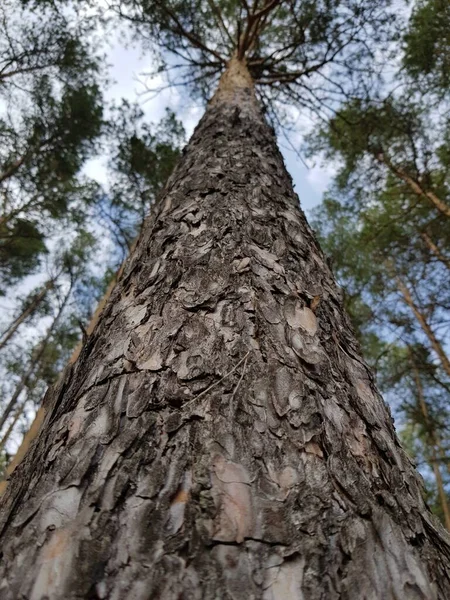 Kufer Sosny Błękitne Niebo — Zdjęcie stockowe