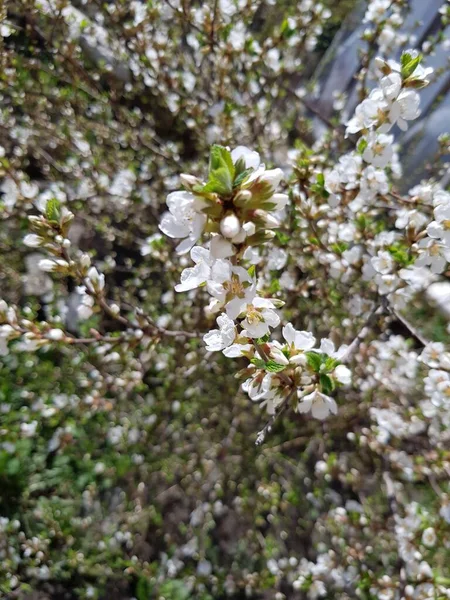 Białe Kwiaty Gałązce Wiśni — Zdjęcie stockowe