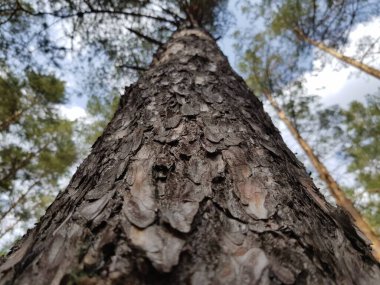 Çam gövdesi gökyüzüne karşı