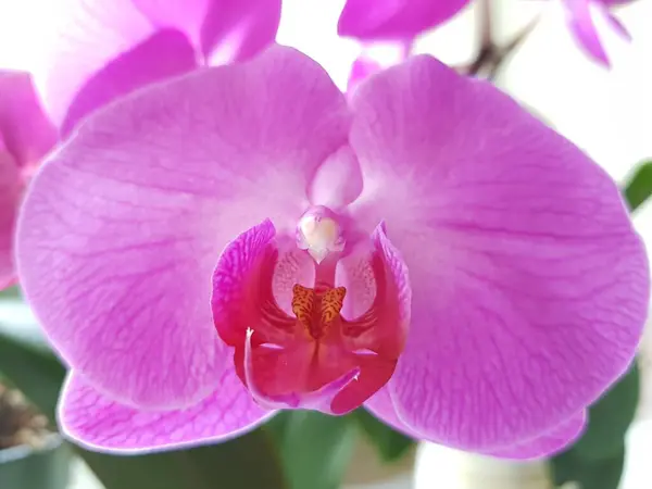 Pétalas Rosa Uma Flor Orquídea — Fotografia de Stock