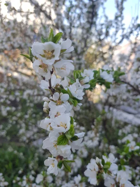 Fleurs Blanches Sur Une Branche Cerisier — Photo