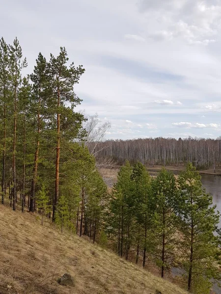 Alberi Sulla Riva Del Fiume — Foto Stock