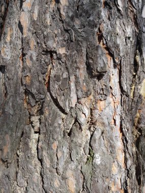 Ağaç gövdesine havla