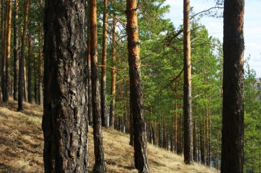Ormanda ağaç gövdeleri