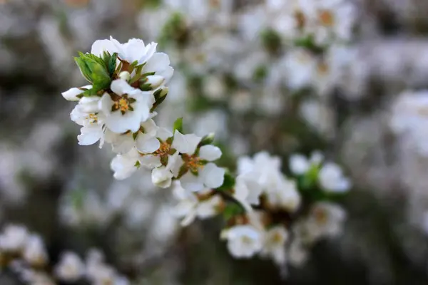 Fleurs Blanches Sur Une Branche Cerisier — Photo