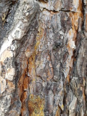 Çam ağacının gövdesine havla