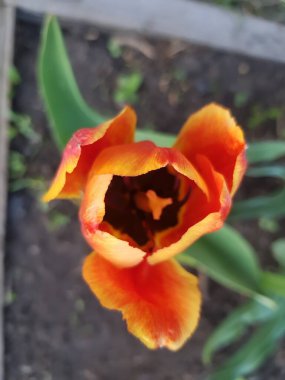 Kırmızı lale yaprakları açar.