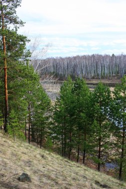 Nehir kıyısındaki ağaçlar
