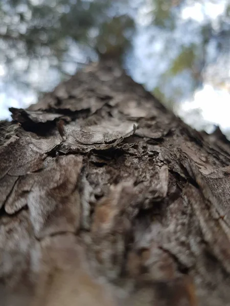 Écorce Sur Tronc Arbre — Photo