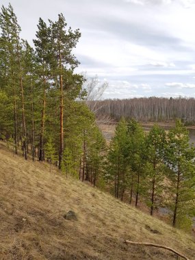 Nehir kıyısındaki ağaçlar