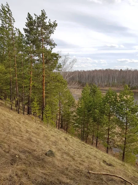 Nehir kıyısındaki ağaçlar