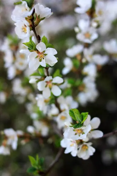 Fleurs Blanches Sur Une Branche Cerisier — Photo