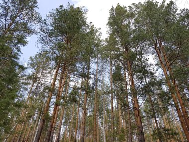 Mavi gökyüzüne karşı ağaçlar