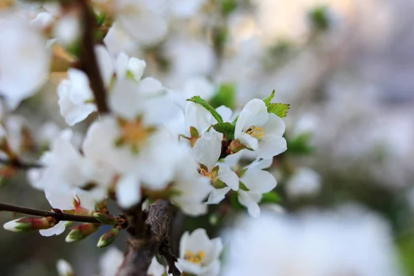 Fleurs Blanches Sur Une Branche Cerisier — Photo