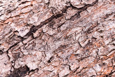 ahşap doku, arka plan