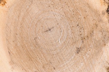 Ağaç gövdesi ve kütüğünün kesiti. Ahşap yapısı. Roun