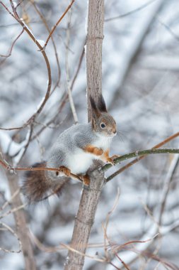 Gri sincap kış Park portresi,