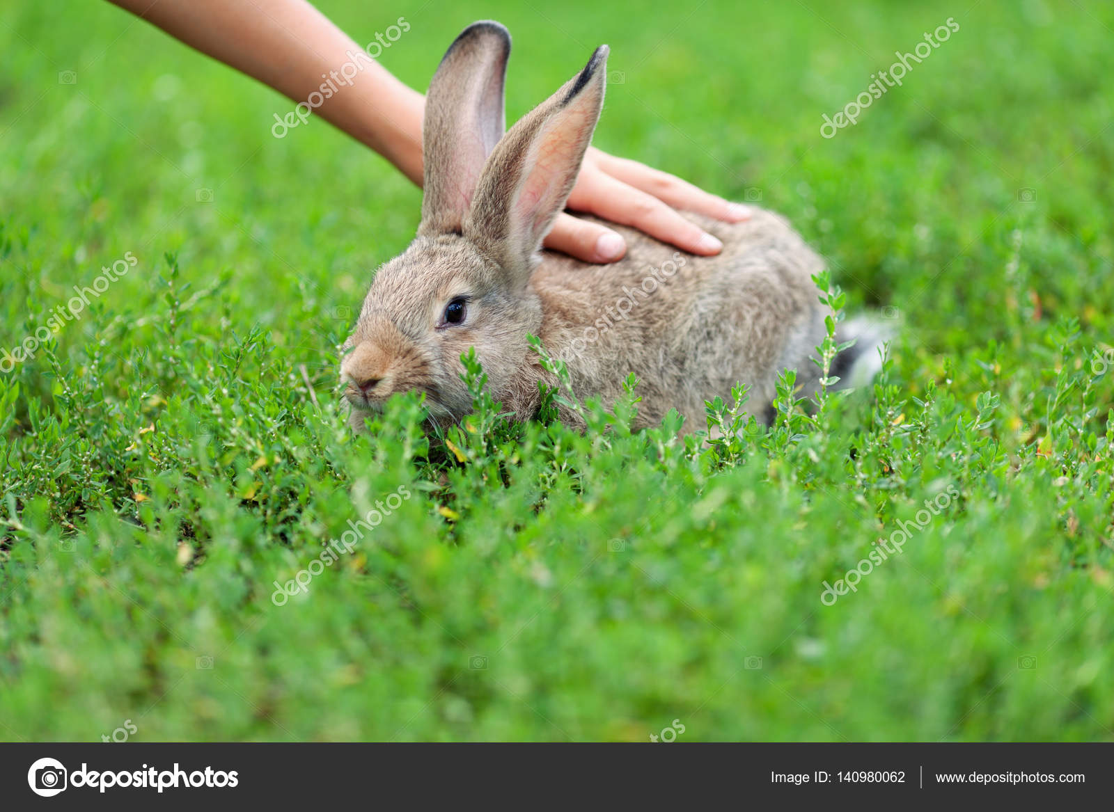 緑の草の背景に小さいウサギの肖像画 ストック写真 C Rimdream