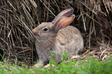 Yeşil çim zemin üzerine küçük tavşan portresi