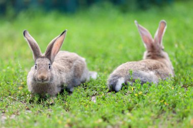 Yeşil çim zemin üzerine küçük tavşan portresi