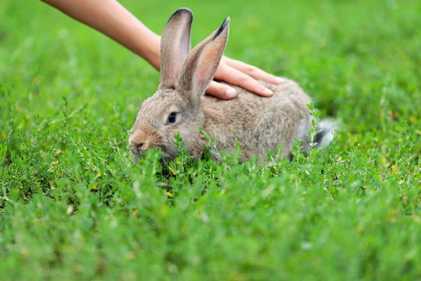 Portrait of little rabbit on green grass background — Stock Photo, Image