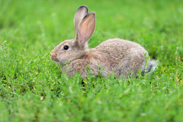 Портрет маленького кролика на фоні зеленої трави — стокове фото
