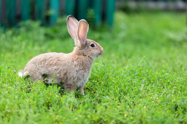 Portrait of little rabbit on green grass background — Stock Photo, Image